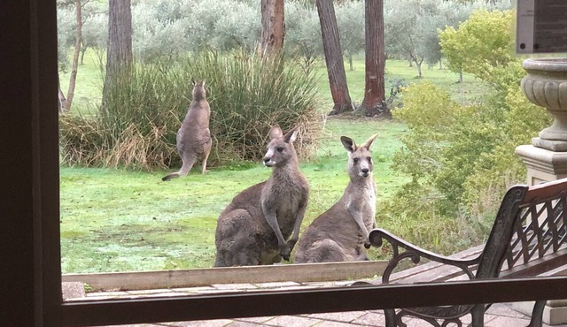 CountrysideRetreat Romance Luxury Cottage NativeWildlife Daylesford – Hepburn in Hepburn