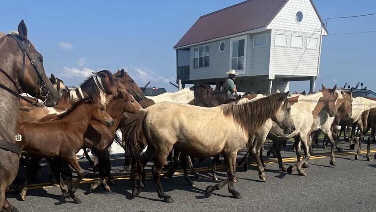 Photo of Others in Chincoteague