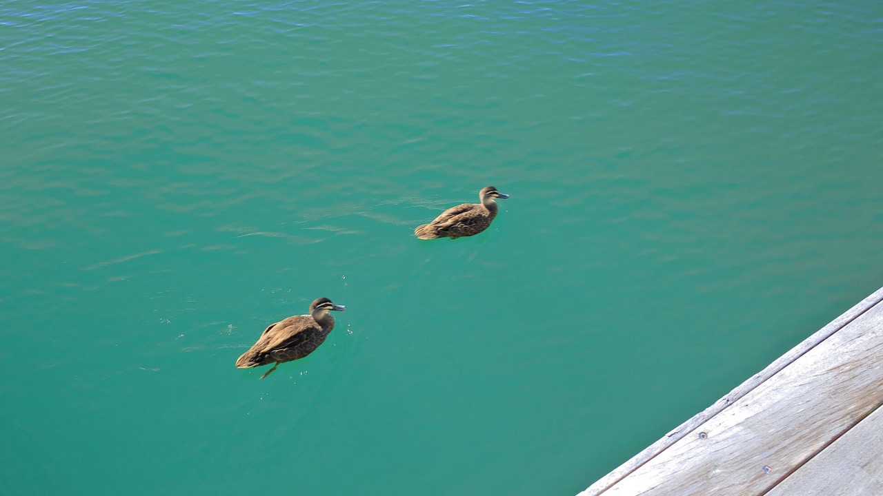 Photo of Others in Noosa Heads