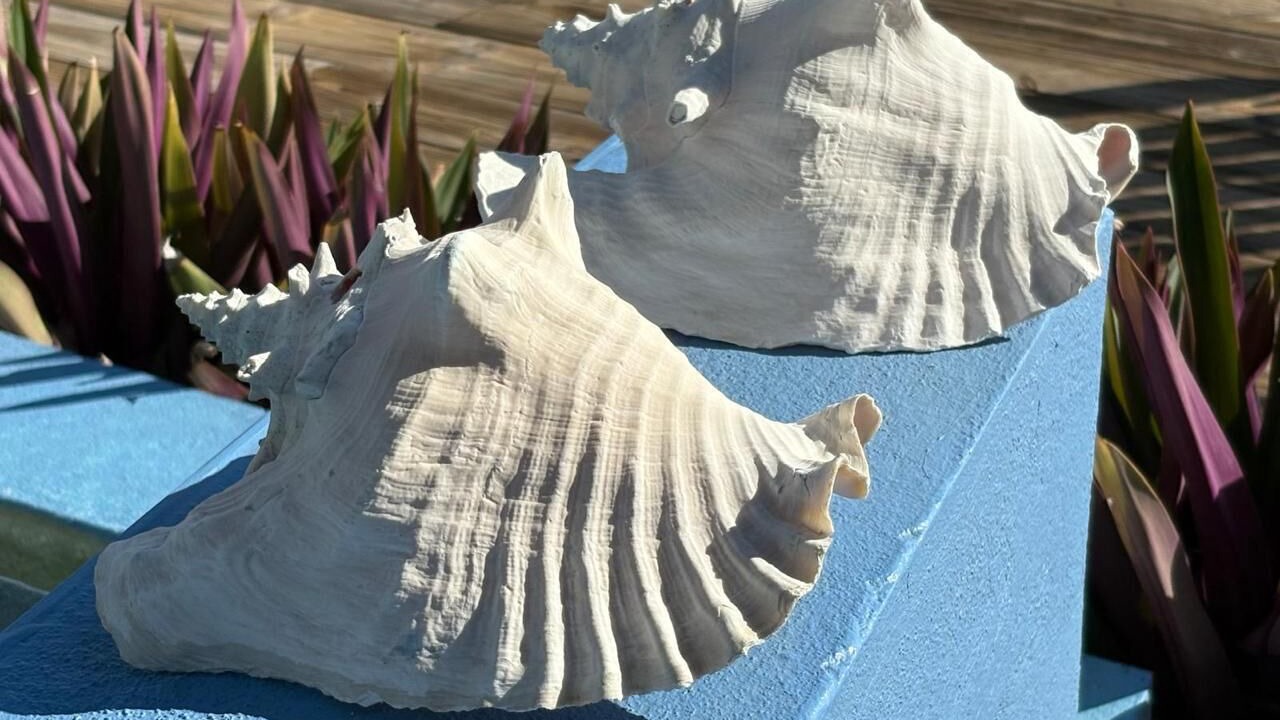 Photo of Others in Frigate Bay